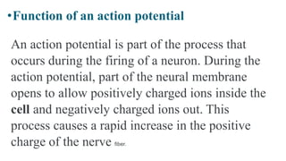 •Function of an action potential
An action potential is part of the process that
occurs during the firing of a neuron. During the
action potential, part of the neural membrane
opens to allow positively charged ions inside the
cell and negatively charged ions out. This
process causes a rapid increase in the positive
charge of the nerve fiber.
 