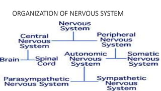ORGANIZATION OF NERVOUS SYSTEM
 