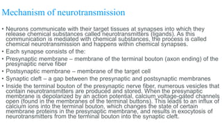 Mechanism of neurotransmission
• Neurons communicate with their target tissues at synapses into which they
release chemical substances called neurotransmitters (ligands). As this
communication is mediated with chemical substances, the process is called
chemical neurotransmission and happens within chemical synapses.
• Each synapse consists of the:
• Presynaptic membrane – membrane of the terminal bouton (axon ending) of the
presynaptic nerve fiber
• Postsynaptic membrane – membrane of the target cell
• Synaptic cleft – a gap between the presynaptic and postsynaptic membranes
• Inside the terminal bouton of the presynaptic nerve fiber, numerous vesicles that
contain neurotransmitters are produced and stored. When the presynaptic
membrane is depolarized by an action potential, calcium voltage-gated channels
open (found in the membranes of the terminal buttons). This leads to an influx of
calcium ions into the terminal bouton, which changes the state of certain
membrane proteins in the presynaptic membrane, and results in exocytosis of
neurotransmitters from the terminal bouton into the synaptic cleft.
 