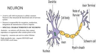 NEURON
• A nerve cell with its process is called a neuron.
Neuron is the structural & functional unit of nervous
system
• Neuron is responsible for reception, conduction,
integration & transmission of nerve impulse
• SPECIAL CHARACTERISTICS OF NEURONS
Amitotic - no mitosis cell division; they cannot
reproduce or regenerate after certain point in life
Longevity - neurons can survive entire lifetime
High metabolic rate - require OXYGEN and
GLUCOSE at all times
 