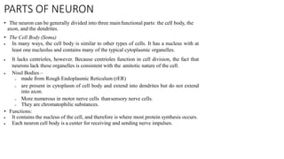 PARTS OF NEURON
• The neuron can be generally divided into three mainfunctional parts: the cell body, the
axon, and the dendrites.
• The Cell Body (Soma)
 In many ways, the cell body is similar to other types of cells. It has a nucleus with at
least one nucleolus and contains many of the typical cytoplasmic organelles.
 It lacks centrioles, however. Because centrioles function in cell division, the fact that
neurons lack these organelles is consistent with the amitotic nature of the cell.
 Nissl Bodies –
o made from Rough Endoplasmic Reticulum (rER)
o are present in cytoplasm of cell body and extend into dendrites but do not extend
into axon.
o More numerous in motor nerve cells thansensory nerve cells.
o They are chromatophilic substances.
• Functions:
 It contains the nucleus of the cell, and therefore is where most protein synthesis occurs.
 Each neuron cell body is a center for receiving and sending nerve impulses.
 