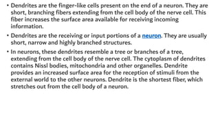 • Dendrites are the finger-like cells present on the end of a neuron. They are
short, branching fibers extending from the cell body of the nerve cell. This
fiber increases the surface area available for receiving incoming
information.
• Dendrites are the receiving or input portions of a neuron. They are usually
short, narrow and highly branched structures.
• In neurons, these dendrites resemble a tree or branches of a tree,
extending from the cell body of the nerve cell. The cytoplasm of dendrites
contains Nissl bodies, mitochondria and other organelles. Dendrite
provides an increased surface area for the reception of stimuli from the
external world to the other neurons. Dendrite is the shortest fiber, which
stretches out from the cell body of a neuron.
 