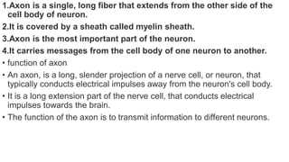 1.Axon is a single, long fiber that extends from the other side of the
cell body of neuron.
2.It is covered by a sheath called myelin sheath.
3.Axon is the most important part of the neuron.
4.It carries messages from the cell body of one neuron to another.
• function of axon
• An axon, is a long, slender projection of a nerve cell, or neuron, that
typically conducts electrical impulses away from the neuron's cell body.
• It is a long extension part of the nerve cell, that conducts electrical
impulses towards the brain.
• The function of the axon is to transmit information to different neurons.
 