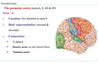 Central nervous system detail power point | PPT