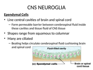 CNS.ppt centaur thanks again to you and the family in the eu | PPT