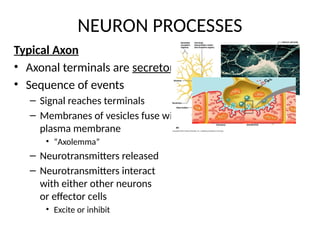 These files include data about nervous system including central and ...