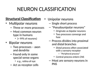 Axon Classifications These files include data about nervous system including central and ...