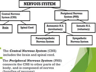 CNS.pptx. It is about central nervous system | PPTX