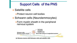 Comprehensive Overview of Neuron Structure, Function, and Support Cells ...
