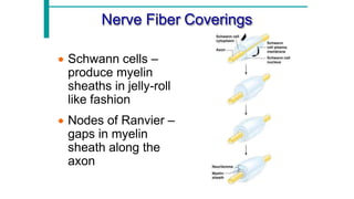 Comprehensive Overview of Neuron Structure, Function, and Support Cells ...