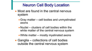 Comprehensive Overview of Neuron Structure, Function, and Support Cells ...