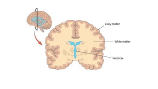 Comprehensive Overview of Neuron Structure, Function, and Support Cells ...