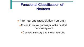 Comprehensive Overview of Neuron Structure, Function, and Support Cells ...