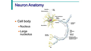 Comprehensive Overview of Neuron Structure, Function, and Support Cells ...