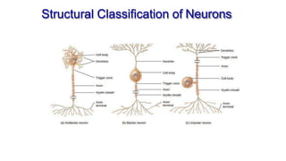 Comprehensive Overview of Neuron Structure, Function, and Support Cells ...