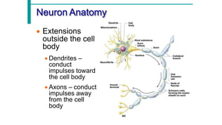 Comprehensive Overview of Neuron Structure, Function, and Support Cells ...