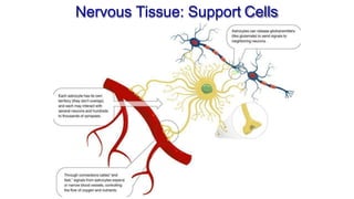 Comprehensive Overview of Neuron Structure, Function, and Support Cells ...