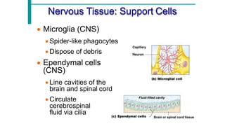 Comprehensive Overview of Neuron Structure, Function, and Support Cells ...