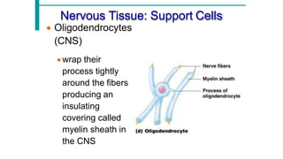 Comprehensive Overview of Neuron Structure, Function, and Support Cells ...