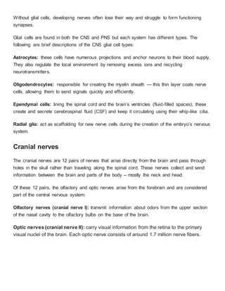 Without glial cells, developing nerves often lose their way and struggle to form functioning
synapses.
Glial cells are found in both the CNS and PNS but each system has different types. The
following are brief descriptions of the CNS glial cell types:
Astrocytes: these cells have numerous projections and anchor neurons to their blood supply.
They also regulate the local environment by removing excess ions and recycling
neurotransmitters.
Oligodendrocytes: responsible for creating the myelin sheath — this thin layer coats nerve
cells, allowing them to send signals quickly and efficiently.
Ependymal cells: lining the spinal cord and the brain’s ventricles (fluid-filled spaces), these
create and secrete cerebrospinal fluid (CSF) and keep it circulating using their whip-like cilia.
Radial glia: act as scaffolding for new nerve cells during the creation of the embryo’s nervous
system.
Cranial nerves
The cranial nerves are 12 pairs of nerves that arise directly from the brain and pass through
holes in the skull rather than traveling along the spinal cord. These nerves collect and send
information between the brain and parts of the body – mostly the neck and head.
Of these 12 pairs, the olfactory and optic nerves arise from the forebrain and are considered
part of the central nervous system:
Olfactory nerves (cranial nerve I): transmit information about odors from the upper section
of the nasal cavity to the olfactory bulbs on the base of the brain.
Optic nerves (cranial nerve II): carry visual information from the retina to the primary
visual nuclei of the brain. Each optic nerve consists of around 1.7 million nerve fibers.
 