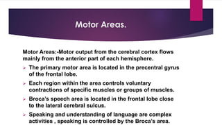 Voluntary Speaking CNS Anatomy & Functions. | PDF