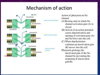 MECHANISM OF ACTION OF ANTI EPILEPTICS :
 Blockade of Sodium channel or prolongation of their
inactive state delaying the recovery.
E.g. : Phenytoin, Carbamazepine, Lamotrigine
 