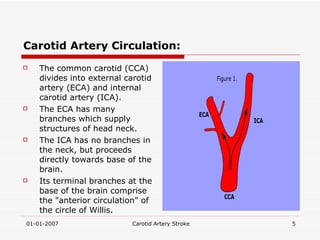 Carotid Artery Circulation: The common carotid (CCA) divides into external carotid artery (ECA) and internal carotid artery (ICA). The ECA has many branches which supply structures of head neck.  The ICA has no branches in the neck, but proceeds directly towards base of the brain. Its terminal branches at the base of the brain comprise the "anterior circulation" of the circle of Willis.  