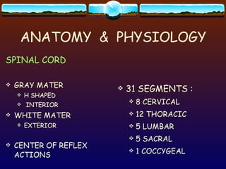 ANATOMY  &  PHYSIOLOGY SPINAL CORD GRAY MATER  H SHAPED INTERIOR WHITE MATER  EXTERIOR CENTER OF REFLEX ACTIONS 31 SEGMENTS :  8 CERVICAL 12 THORACIC  5 LUMBAR  5 SACRAL 1 COCCYGEAL 