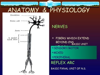 ANATOMY  &  PHYSIOLOGY NERVES FIBERS WHICH EXTEND BEYOND CNS NEURON -BASIC UNIT REFLEX ARC   BASIC FXNAL UNIT OF N.S. SENSORY/MOTOR MIXED PERIPHERAL 