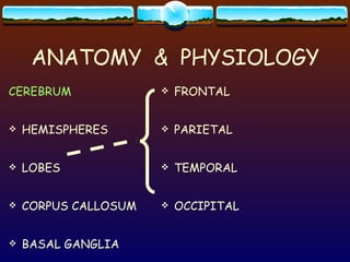 ANATOMY  &  PHYSIOLOGY CEREBRUM HEMISPHERES LOBES CORPUS CALLOSUM BASAL GANGLIA FRONTAL PARIETAL TEMPORAL OCCIPITAL 