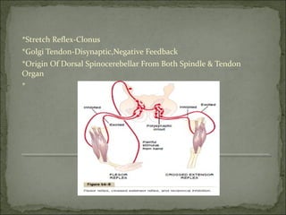 Central Nervous System, Complete CNS Physiology, MBBS | PPT