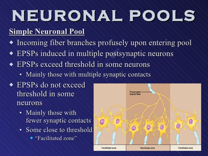 The Types Of Neurons That Are Organized Into Neuronal Pools Are Central Nervous System 1