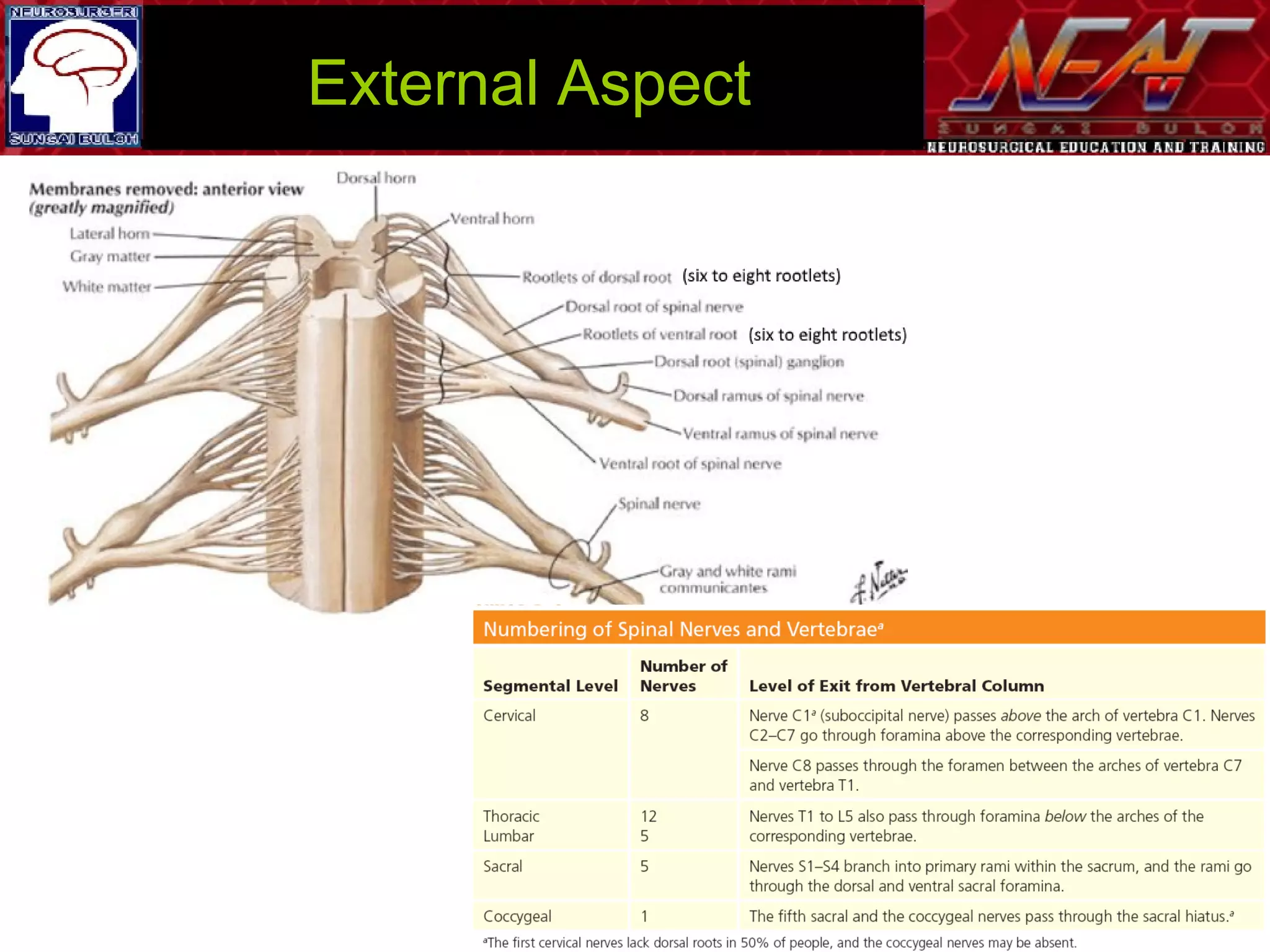 Applied Surgical Anatomy of the Brain and Spinal Cord | PPT