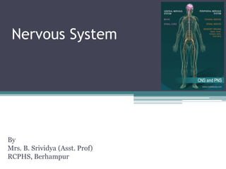 Nervous System
By
Mrs. B. Srividya (Asst. Prof)
RCPHS, Berhampur
 