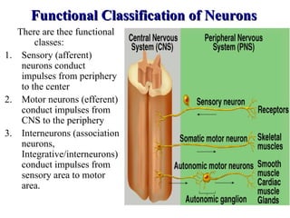 Comprehensive Overview of Neuron Physiology and Neuroglial Functions | PPT