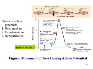 Comprehensive Overview of Neuron Physiology and Neuroglial Functions | PPT
