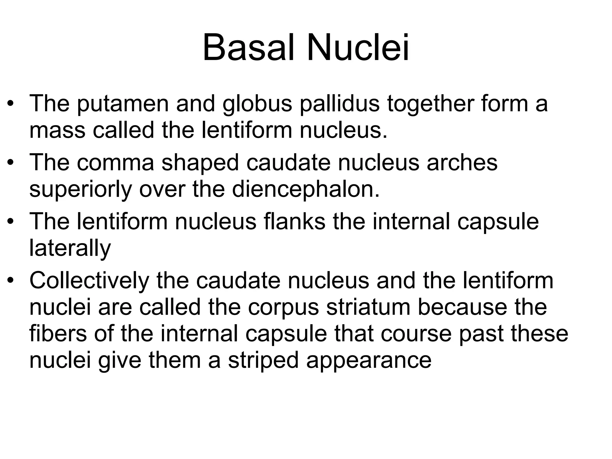 Basal Nuclei The putamen and globus pallidus together form a mass called the lentiform nucleus. The comma shaped caudate nucleus arches superiorly over the diencephalon. The lentiform nucleus flanks the internal capsule laterally Collectively the caudate nucleus and the lentiform nuclei are called the corpus striatum because the fibers of the internal capsule that course past these nuclei give them a striped appearance 