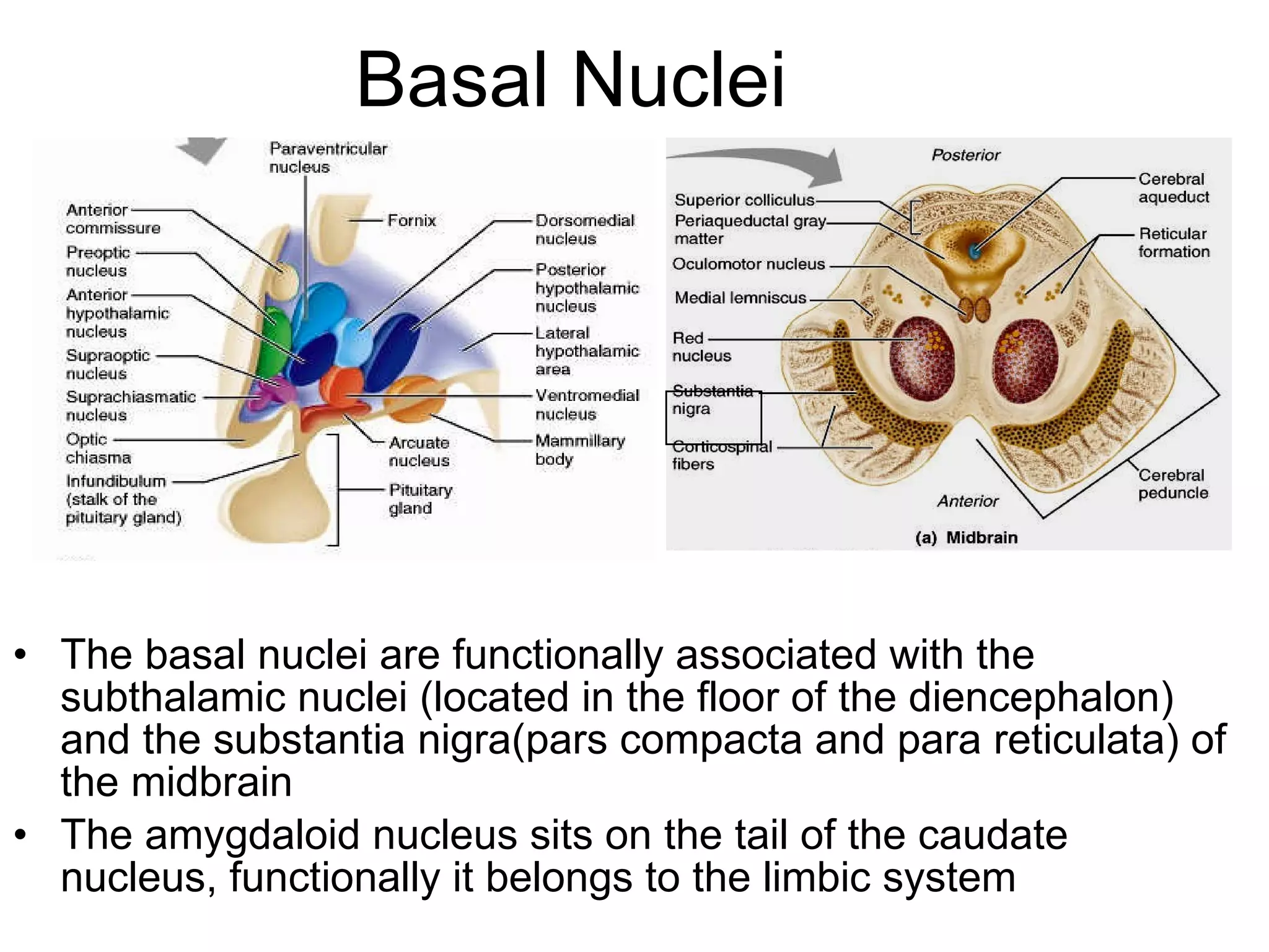 Basal Nuclei The basal nuclei are functionally associated with the subthalamic nuclei (located in the floor of the diencephalon) and the substantia nigra(pars compacta and para reticulata) of the midbrain The amygdaloid nucleus sits on the tail of the caudate nucleus, functionally it belongs to the limbic system 