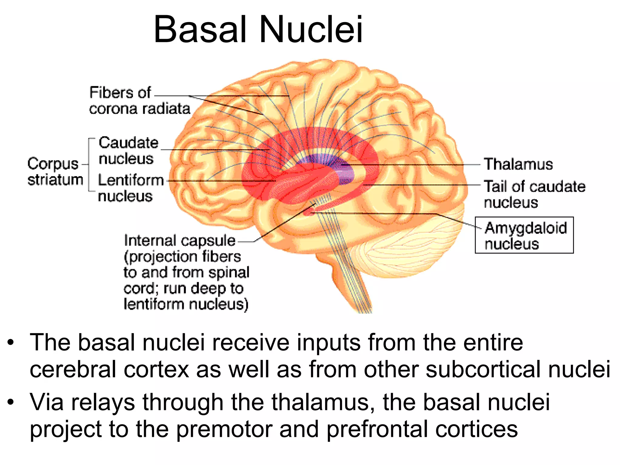 Basal Nuclei The basal nuclei receive inputs from the entire cerebral cortex as well as from other subcortical nuclei Via relays through the thalamus, the basal nuclei project to the premotor and prefrontal cortices 