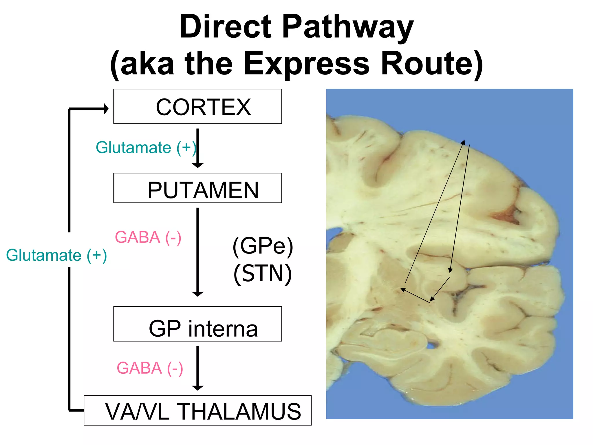 Direct Pathway (aka the Express Route) CORTEX PUTAMEN (GPe)   (STN) GP interna VA/VL THALAMUS Glutamate (+) Glutamate (+) GABA (-) GABA (-) 