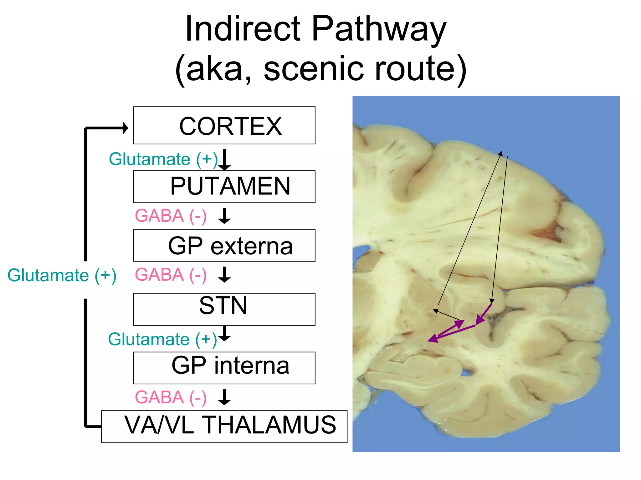 Indirect Pathway  (aka, scenic route) CORTEX PUTAMEN GP externa STN GP interna VA/VL THALAMUS Glutamate (+) GABA (-) Glutamate (+) GABA (-) GABA (-) Glutamate (+) 