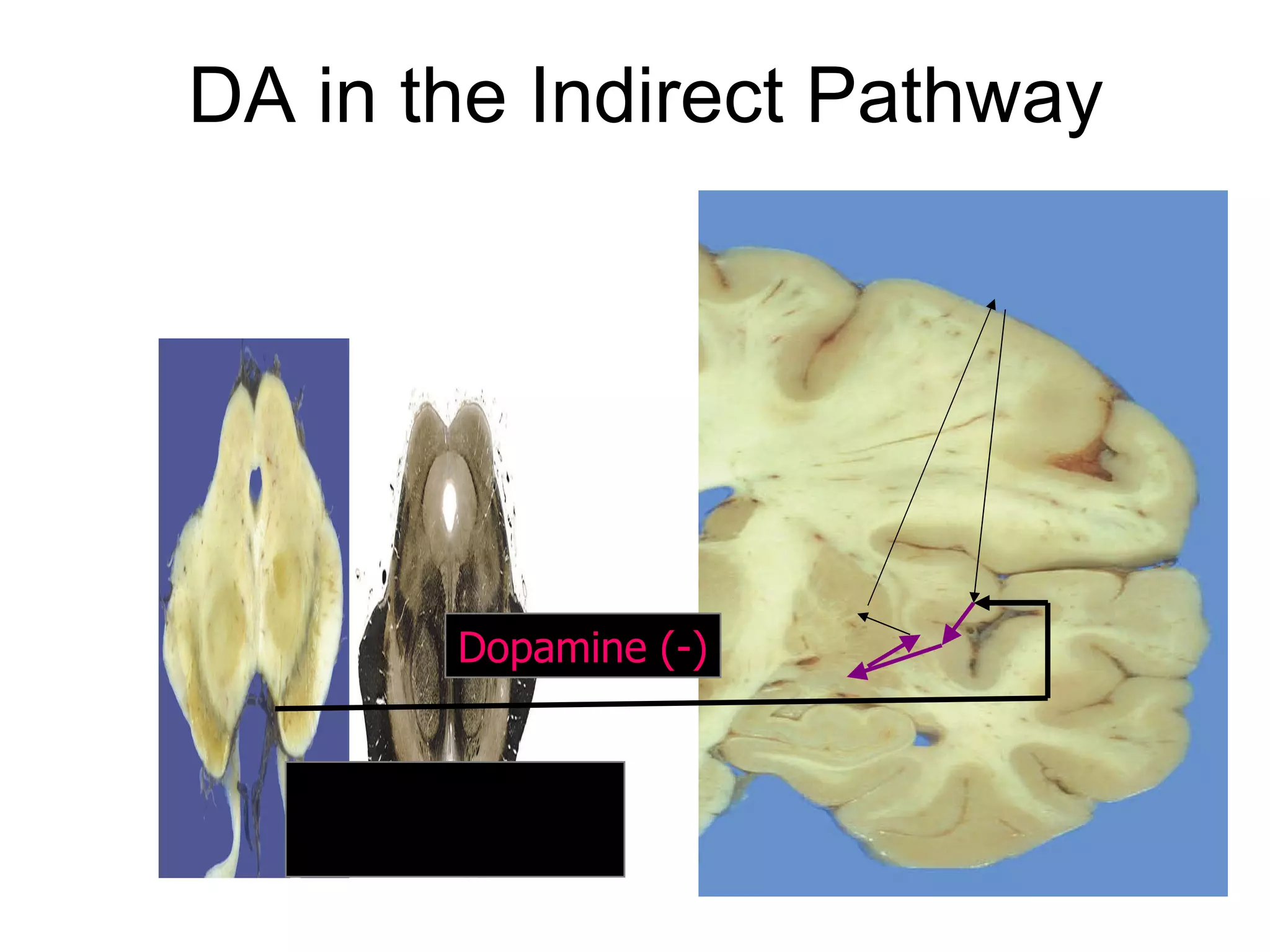 DA in the Indirect Pathway Dopamine   (-) Substantia Nigra pars compacta 