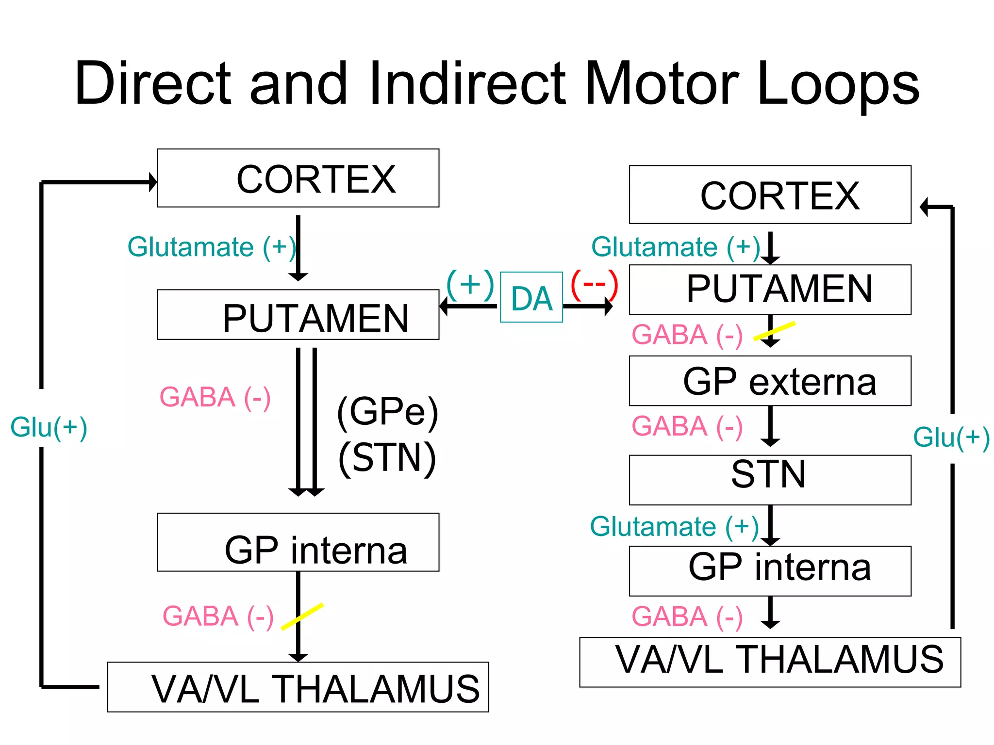 Direct and Indirect Motor Loops CORTEX PUTAMEN   (GPe)   (STN) GP interna VA/VL THALAMUS Glutamate (+) Glu(+) GABA (-) GABA (-) (--) CORTEX PUTAMEN GP externa STN GP interna VA/VL THALAMUS Glutamate (+) GABA (-) GABA (-) GABA (-) Glutamate (+) DA (+) Glu(+) 