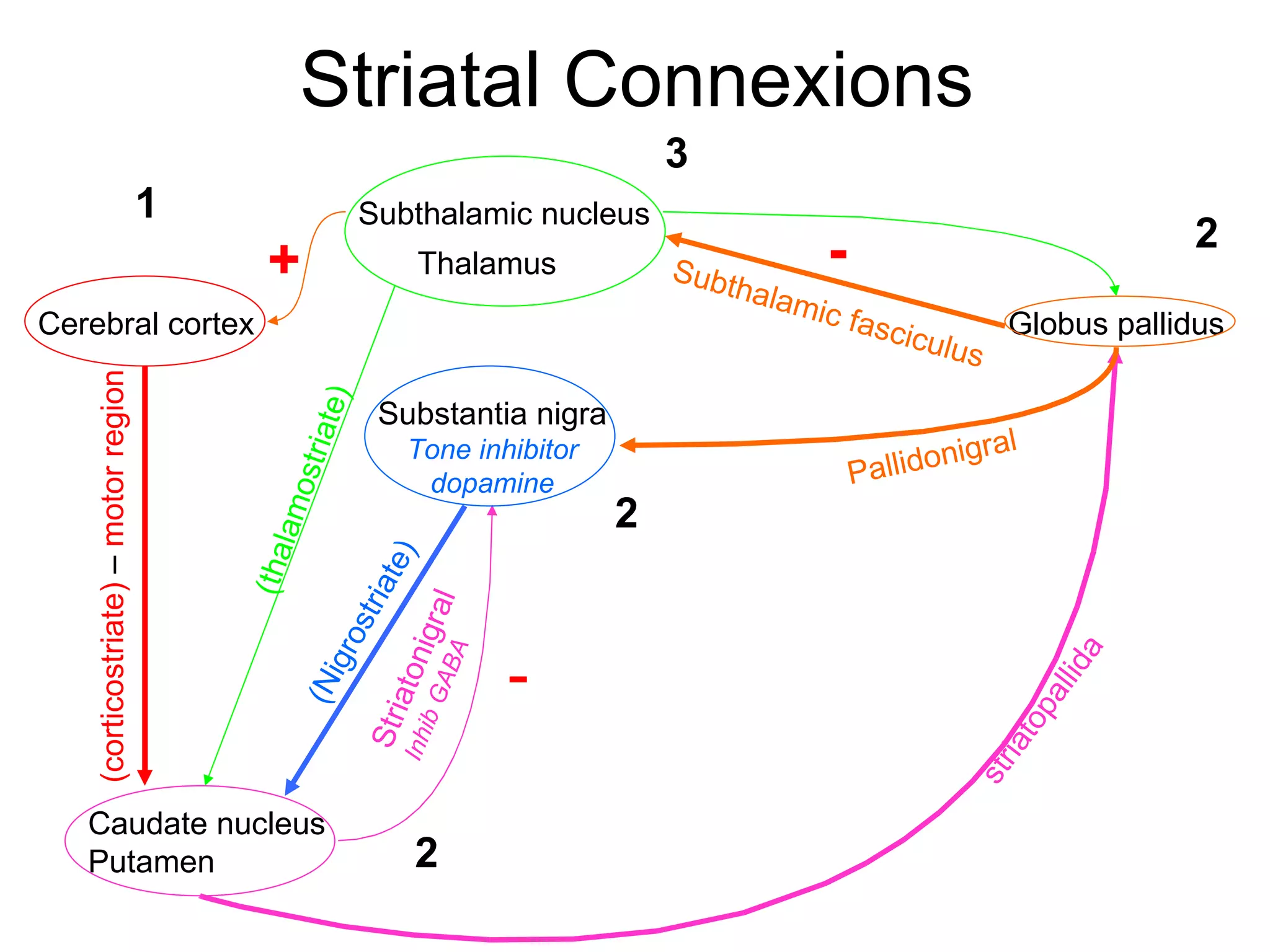 Striatal Connexions Cerebral cortex Caudate nucleus Putamen Globus pallidus Substantia nigra Tone inhibitor dopamine Thalamus (corticostriate)  –  motor region (thalamostriate) (Nigrostriate) Striatonigral Inhib GABA striatopallida Subthalamic nucleus Subthalamic fasciculus - - + Pallidonigral 1 2 2 2 3 
