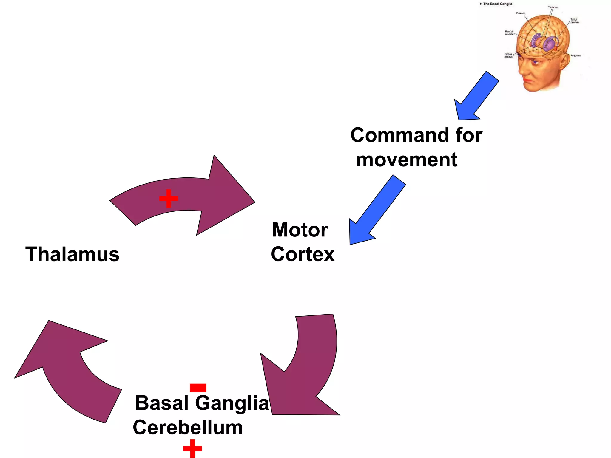 Command for movement - + + Motor  Cortex Basal Ganglia Cerebellum Thalamus 