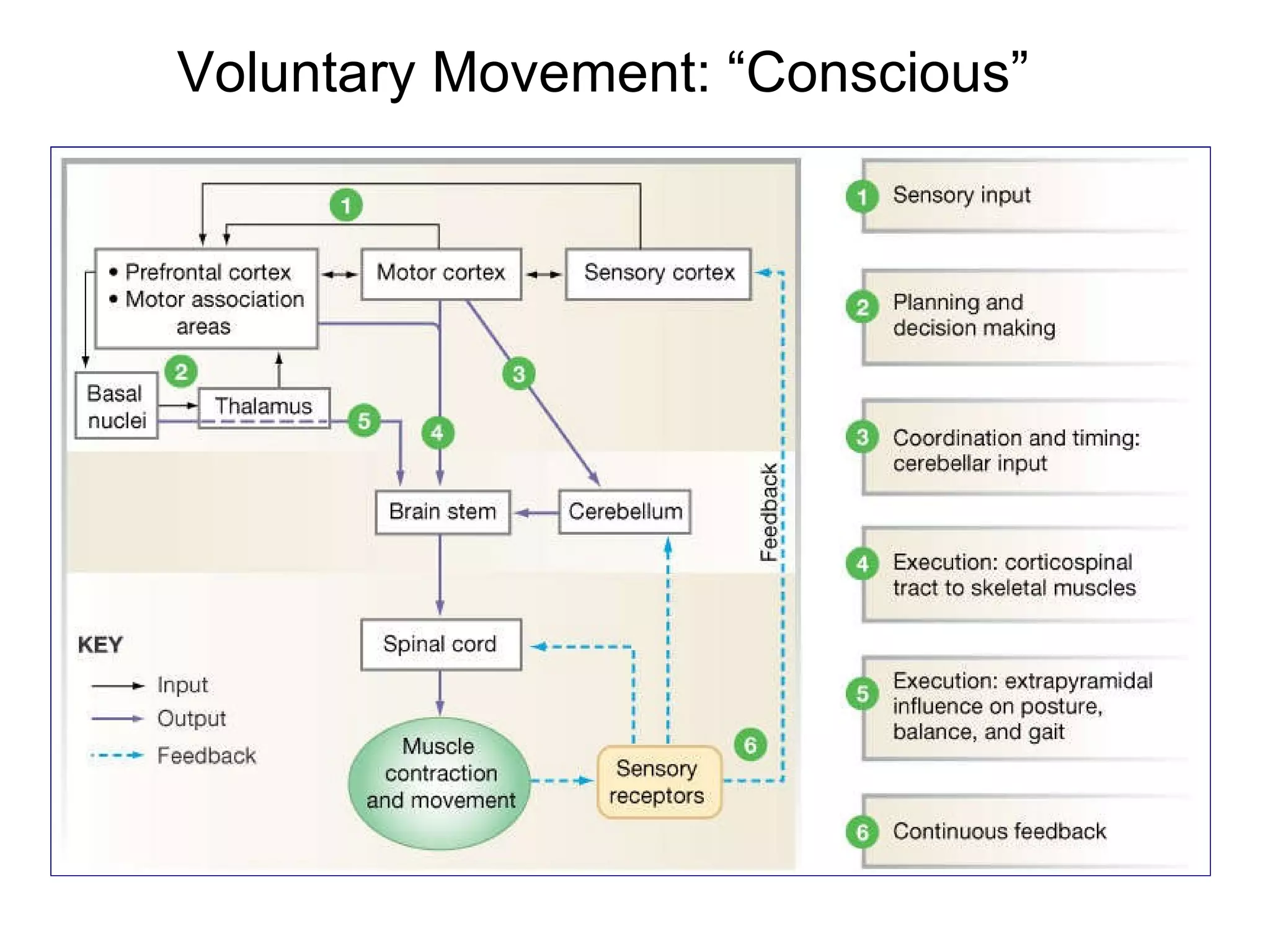 Voluntary Movement: “Conscious” 