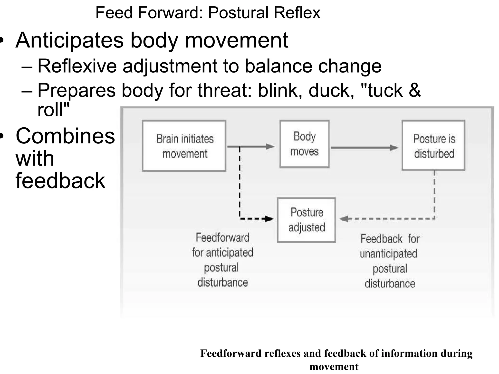 Anticipates body movement Reflexive adjustment to balance change Prepares body for threat: blink, duck, "tuck & roll" Combines  with  feedback Feed Forward: Postural Reflex Feedforward reflexes and feedback of information during movement  