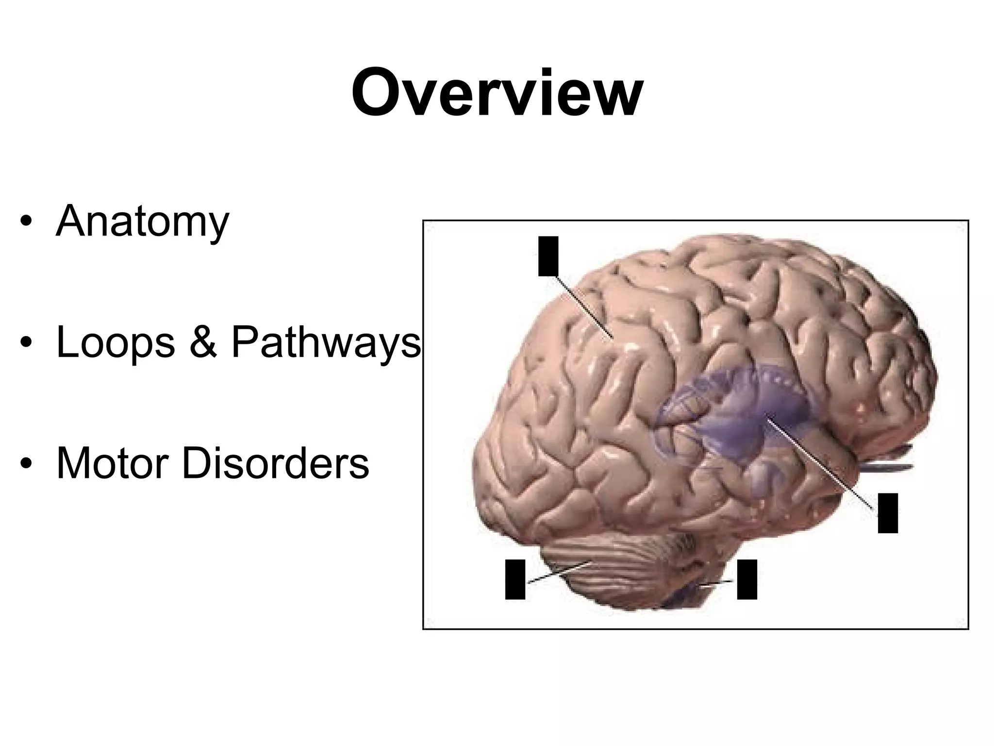 Overview Anatomy Loops & Pathways Motor Disorders 1 1 1 1 