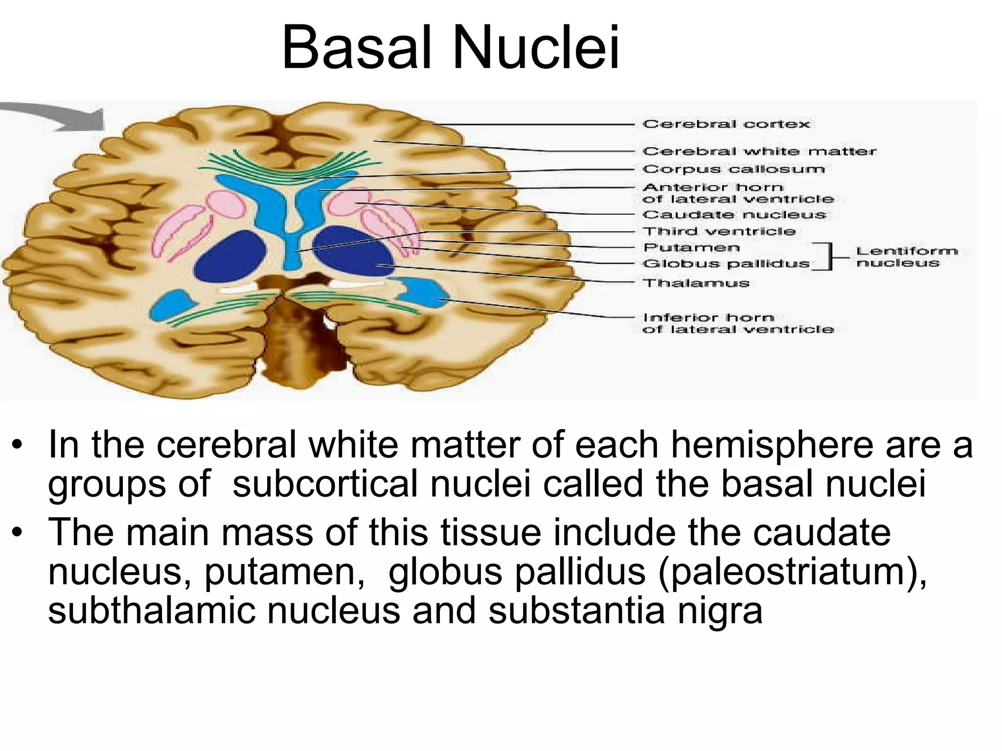 Basal Nuclei In the cerebral white matter of each hemisphere are a groups of  subcortical nuclei called the basal nuclei The main mass of this tissue include the caudate nucleus, putamen,  globus pallidus (paleostriatum), subthalamic nucleus and substantia nigra  