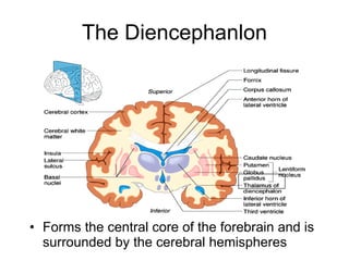 The Diencephanlon ,[object Object]